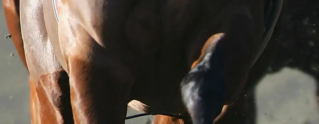 At least 43 horses killed in Ohio barn fire