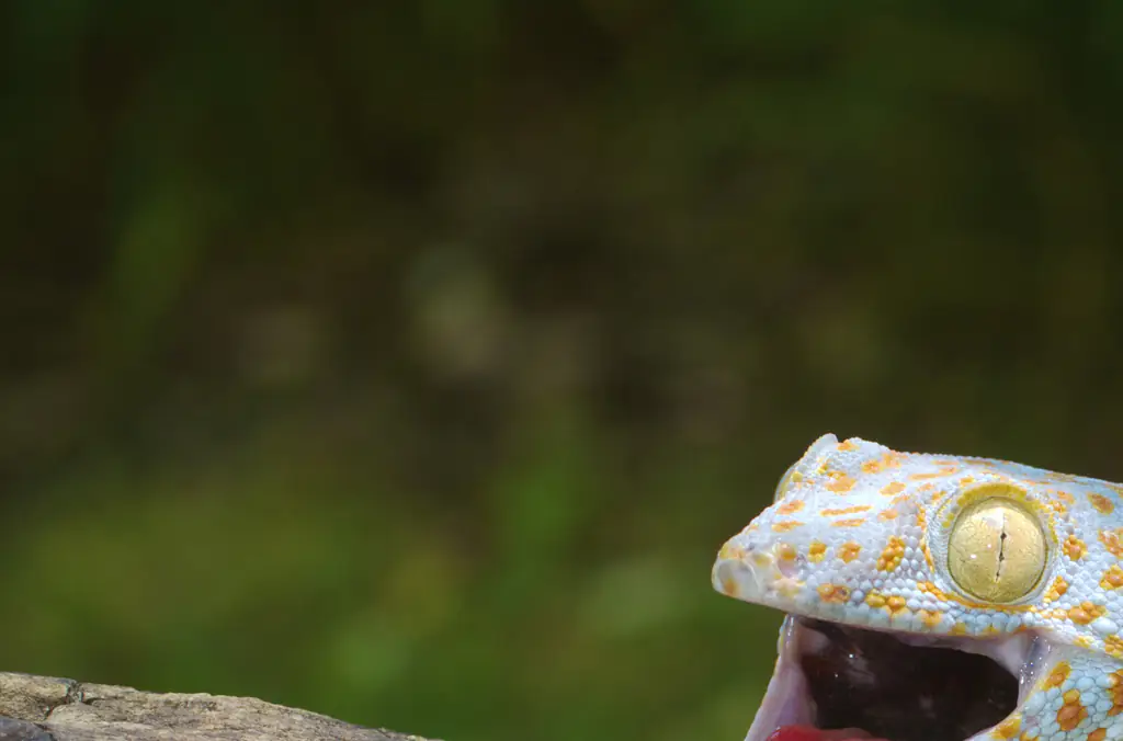 CDC has warned people that reptiles, like geckos, can be carriers for salmonella. Credit: Gary Carter / Getty