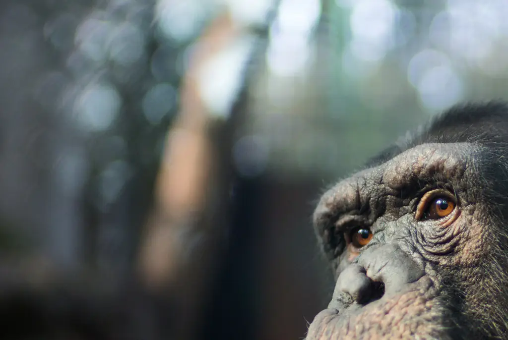 Todd was attacked by the chimpanzee in 1994. Credit: Xia yuan / Getty
