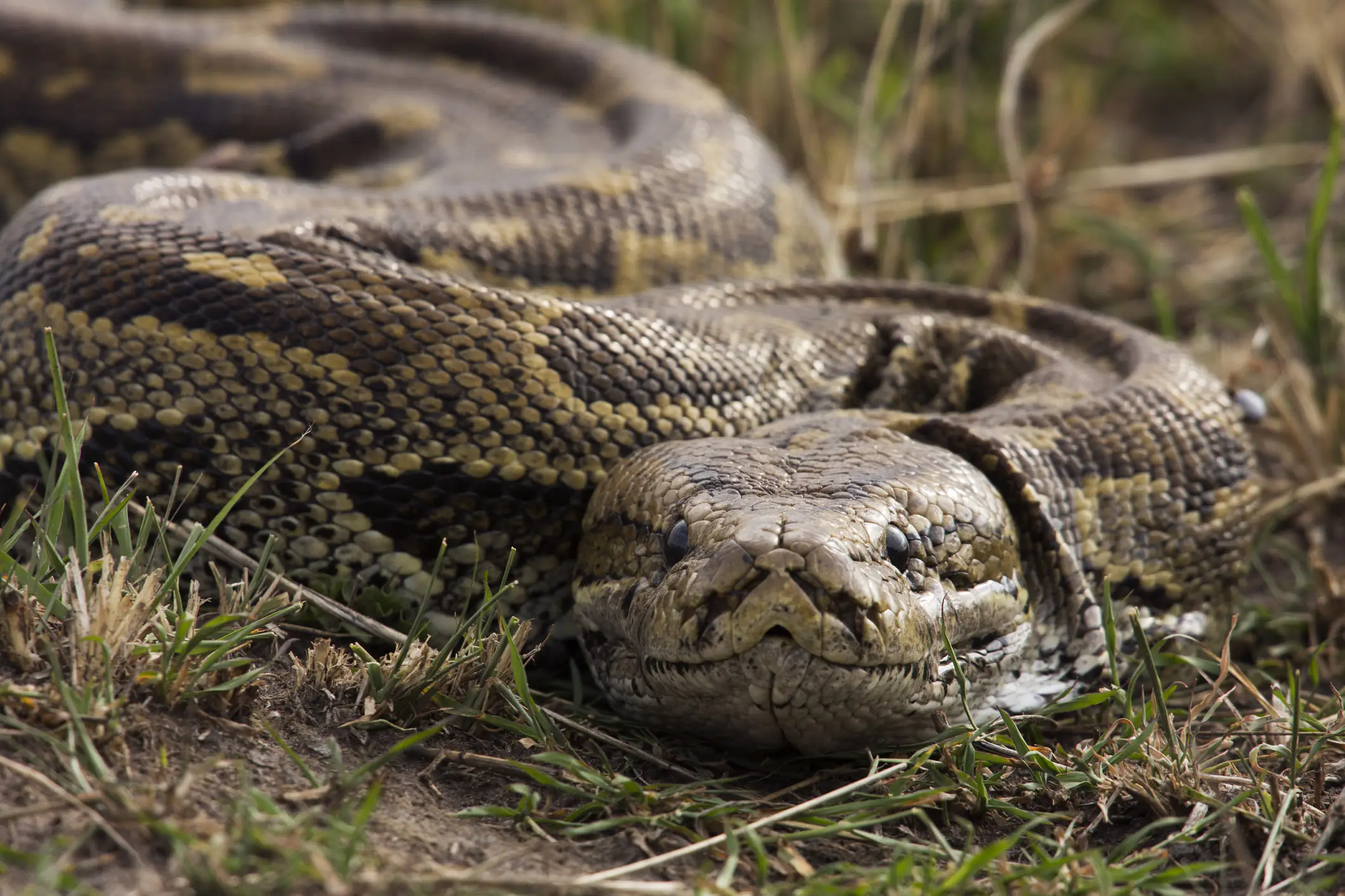 Missing mom-of-4 reportedly found dead inside a giant python, experts speak out