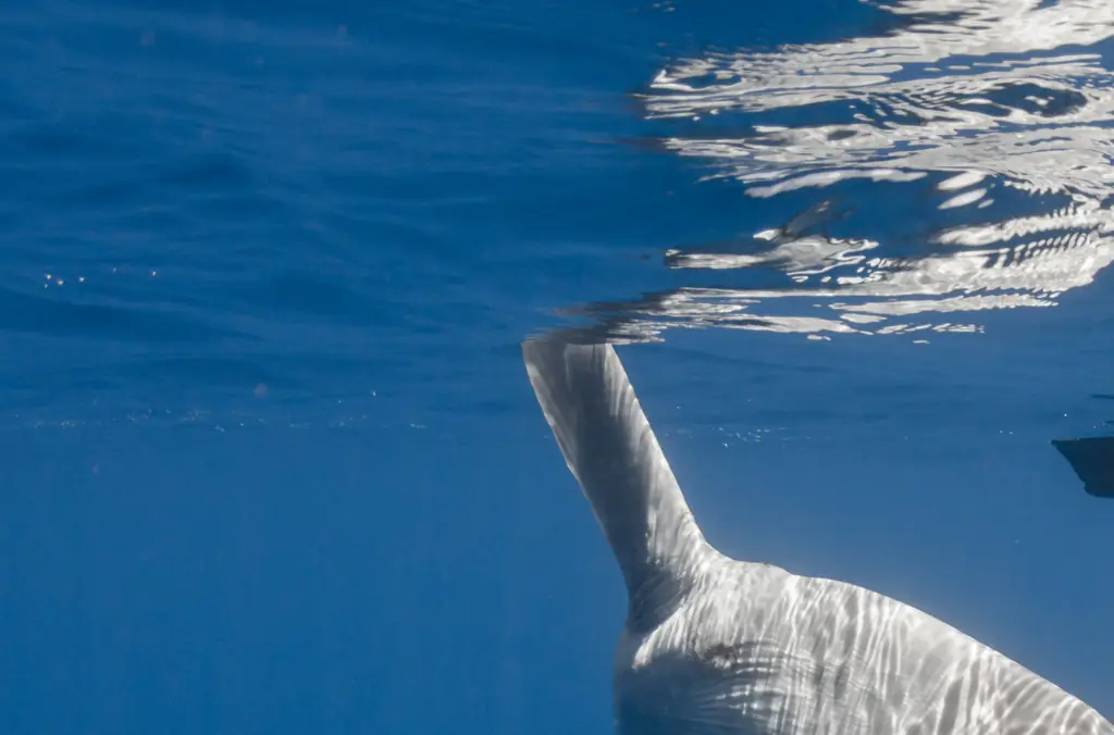 Mysterious 7-foot sea creature that washed up on Oregon beach turns out to be a new species