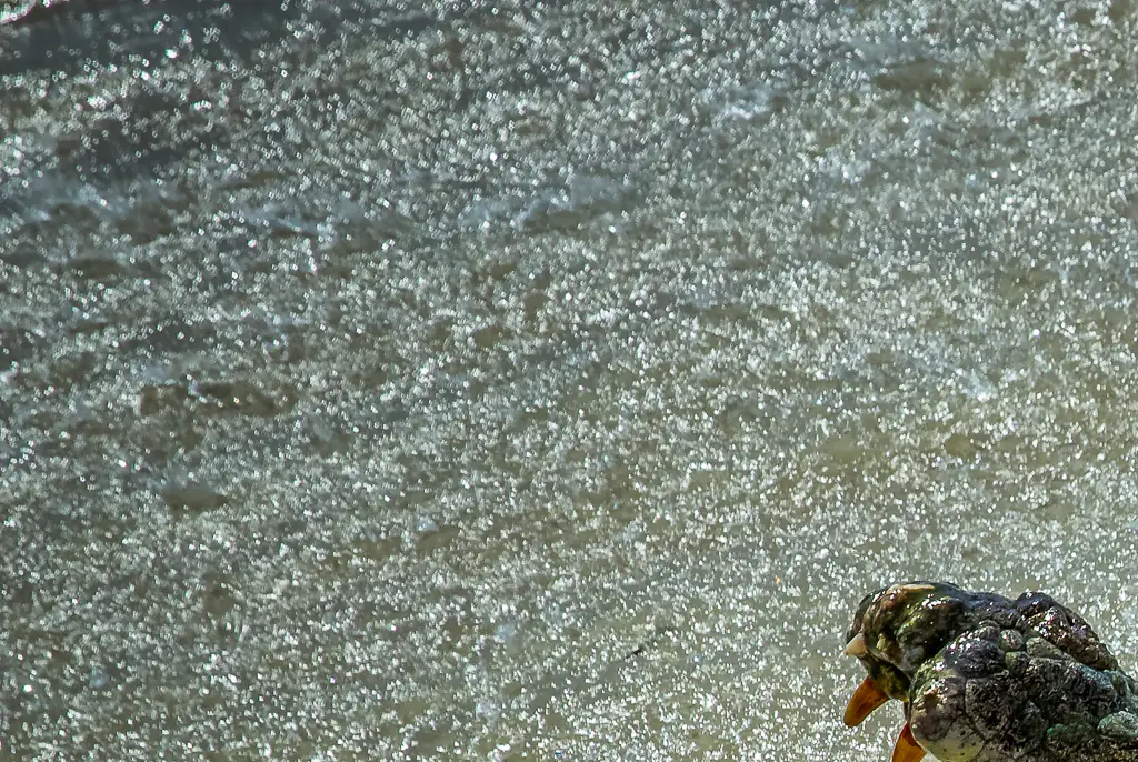 The young girl died after a reported crocodile attack in Northern Australia. Credit: Konstantin Iagoudine / Getty