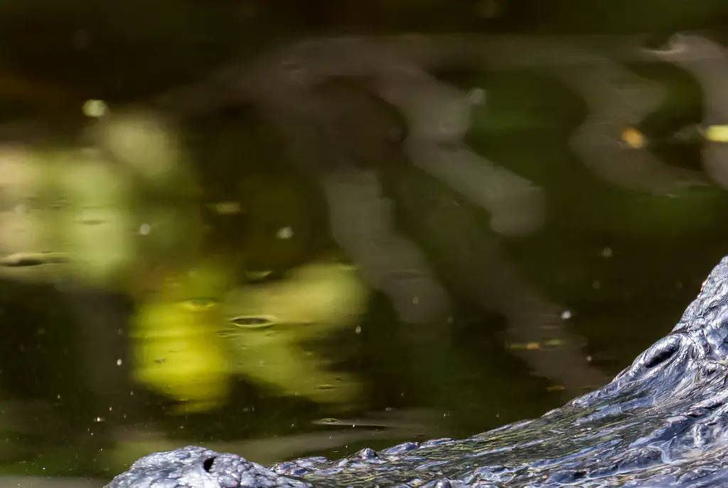 Alligator Missing It’s Entire Top Jaw  Leaves Social Media Users In Awe:  ‘How Does It Even Eat?’