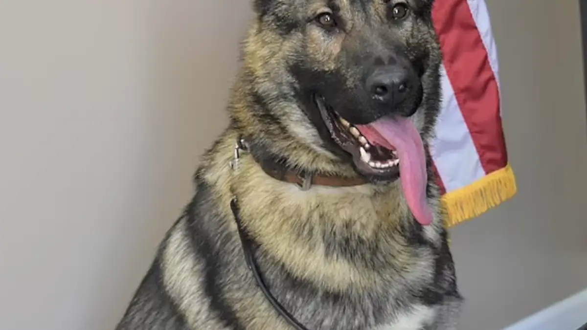 Beloved Police Dog Dies In Hot Car After Cop Left It Inside Overnight