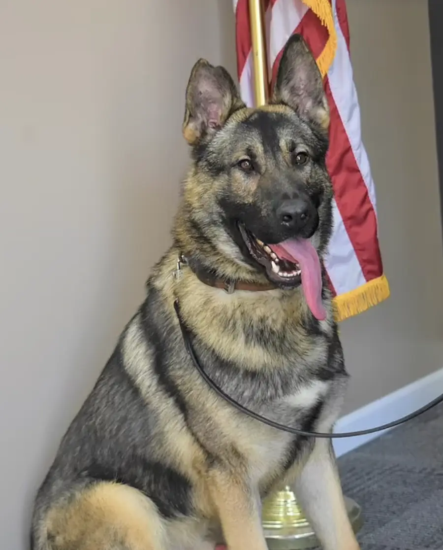 Beloved police dog dies in hot car after cop left it inside overnight