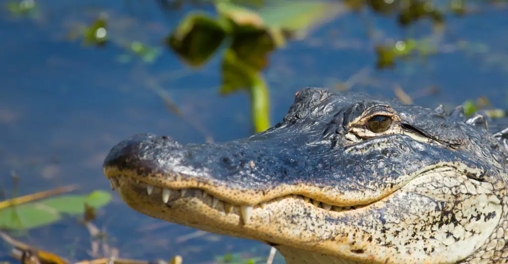 Woman who went missing this week is found inside jaws of alligator who was still eating her