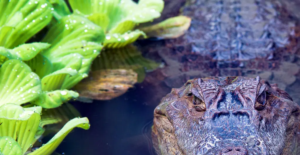 Video released showing heartbreaking moments after 14ft alligator ate Florida woman