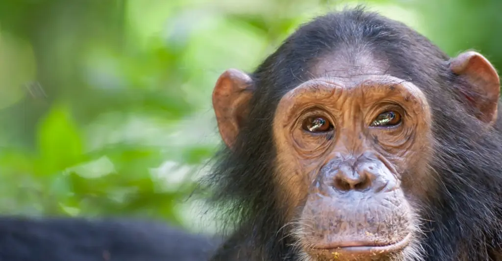 Woman survived after 'watching herself being eaten alive by chimpanzee'
