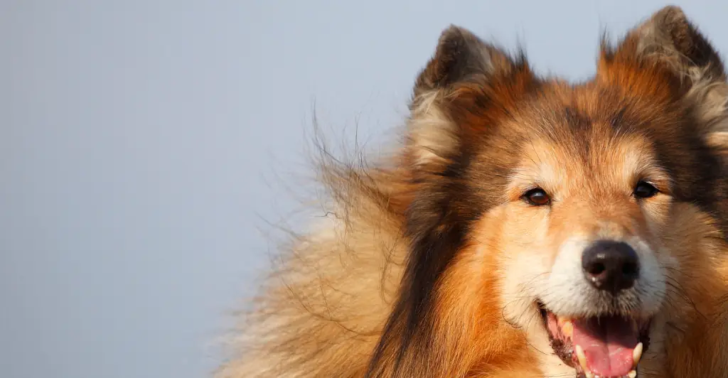Man who spent $14,000 to 'become a dog' shares surprising new update