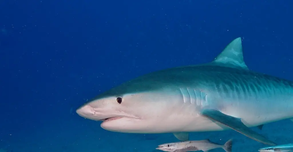 Mom speaks out after watching teen daughter get ripped apart by shark during Florida vacation