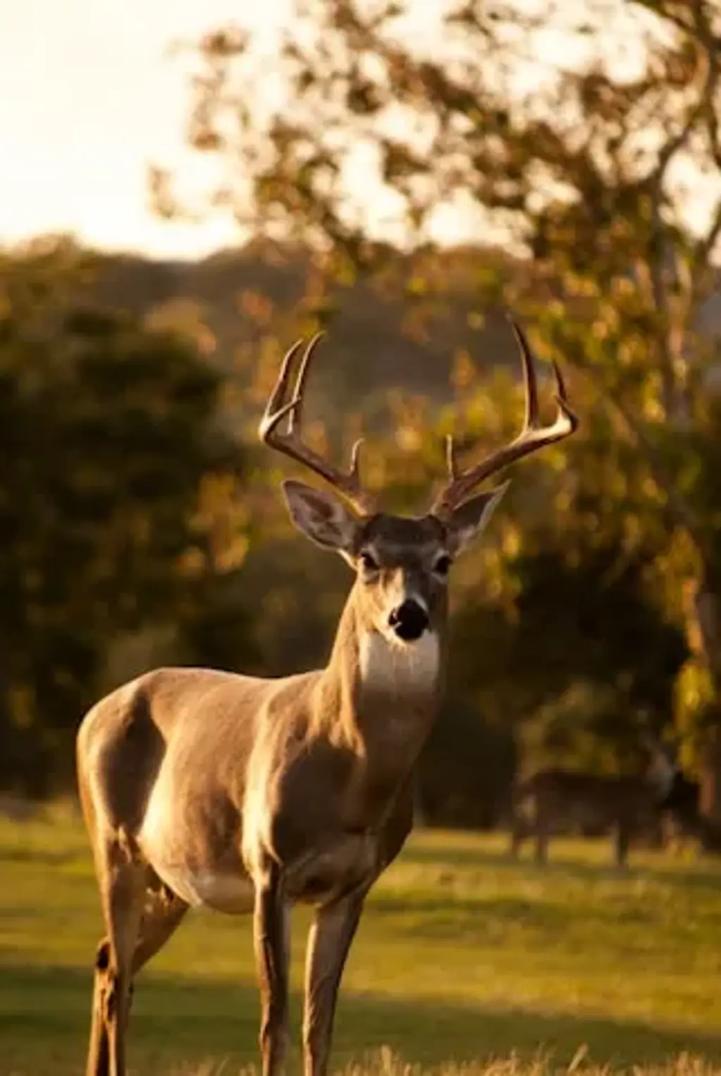 Animals