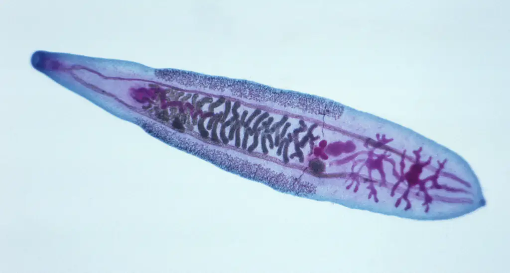Liver Flukes are thought to be to blame. Credit: Getty Stock Images