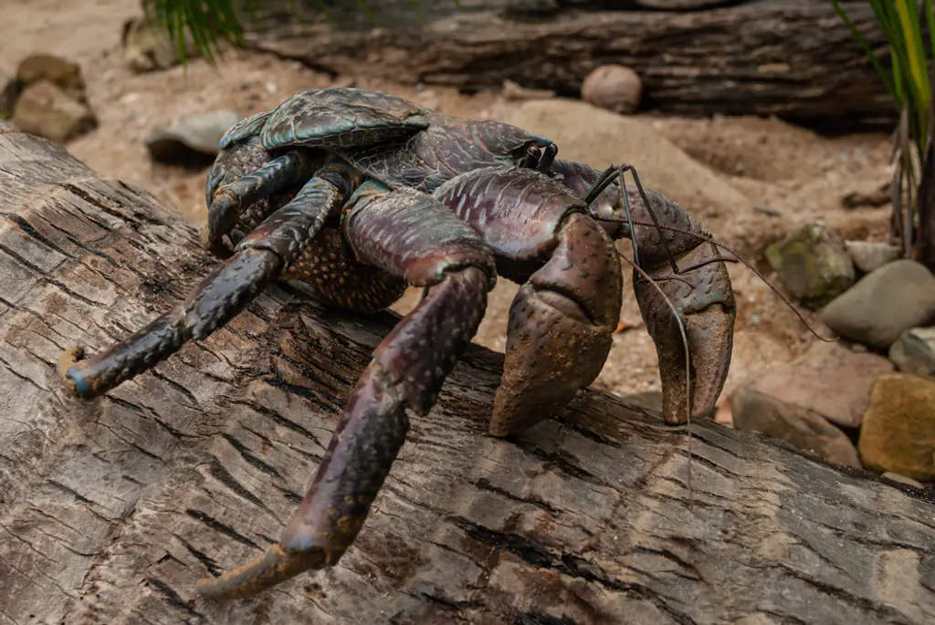 There is a theory which believes coconut crabs ate Earhart. Credit: Getty Stock Images