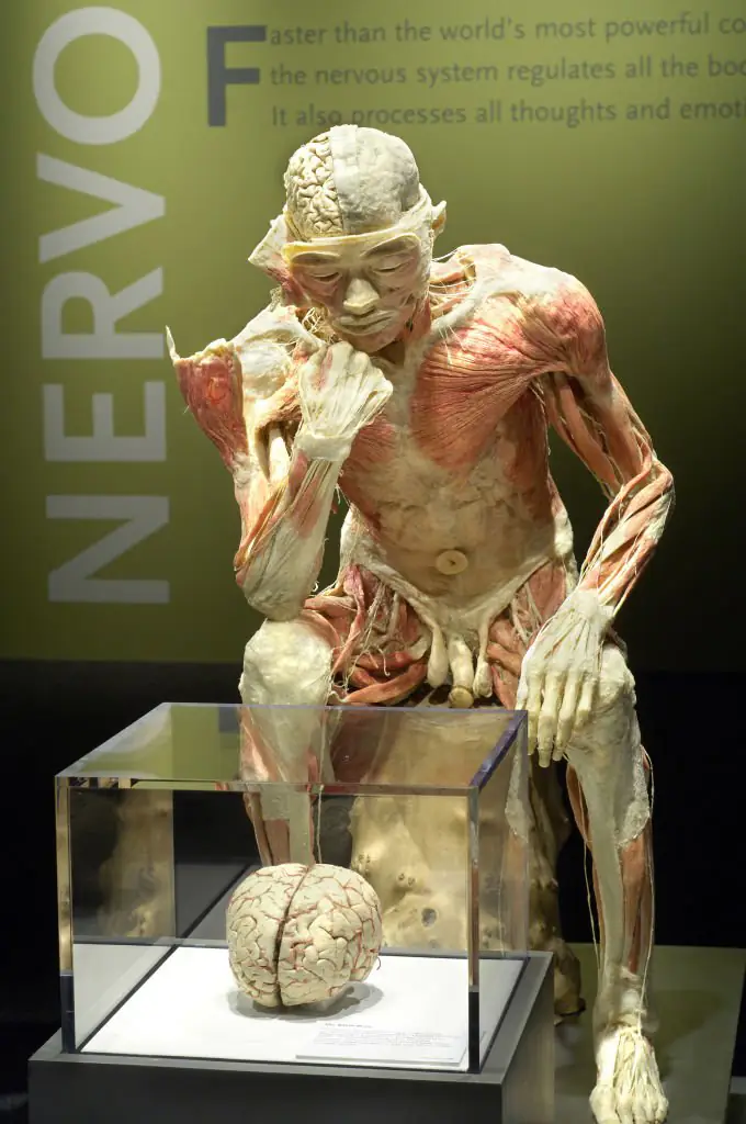 The Real Bodies exhibition features real human bodies that have been plastinated to show the inner workings of the anatomy. Credit: Frank Mullen/WireImage/Getty Images