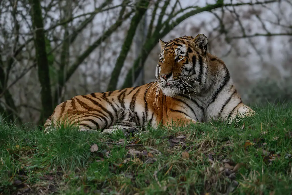 The initial cause of death was listed as being caused by animal interaction. Credit: Getty Stock Images