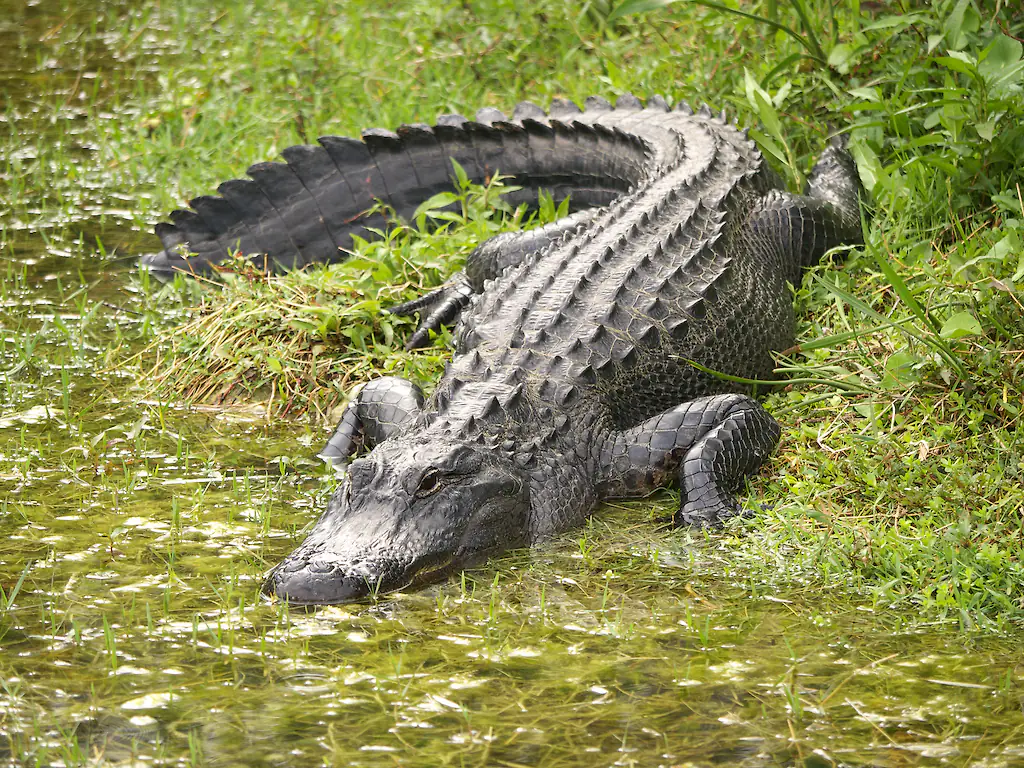 Experts warned residents about the presence of alligators in the area. Credit: Moelyn Photos / Getty