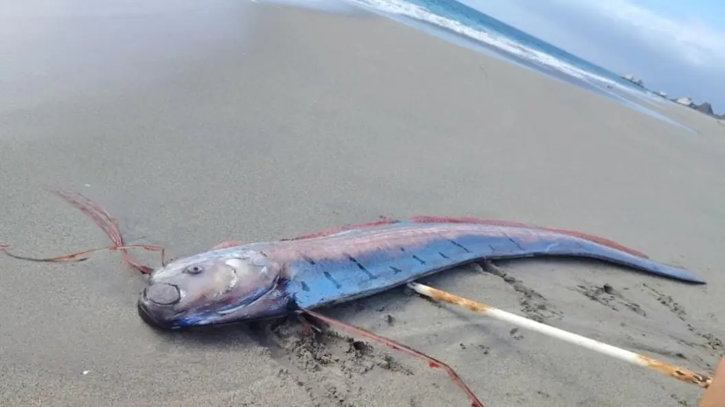 The oarfish is known as the 'doomsday fish' Credit: CIFAMAC ONG
