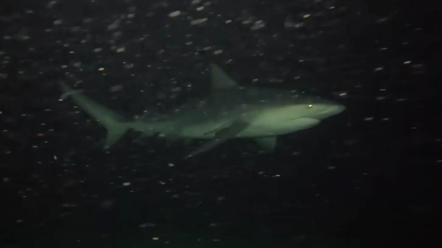 Nighttime footage revealed that a shark passed the GoPro. Credit: YouTube/Odysseas Froilan