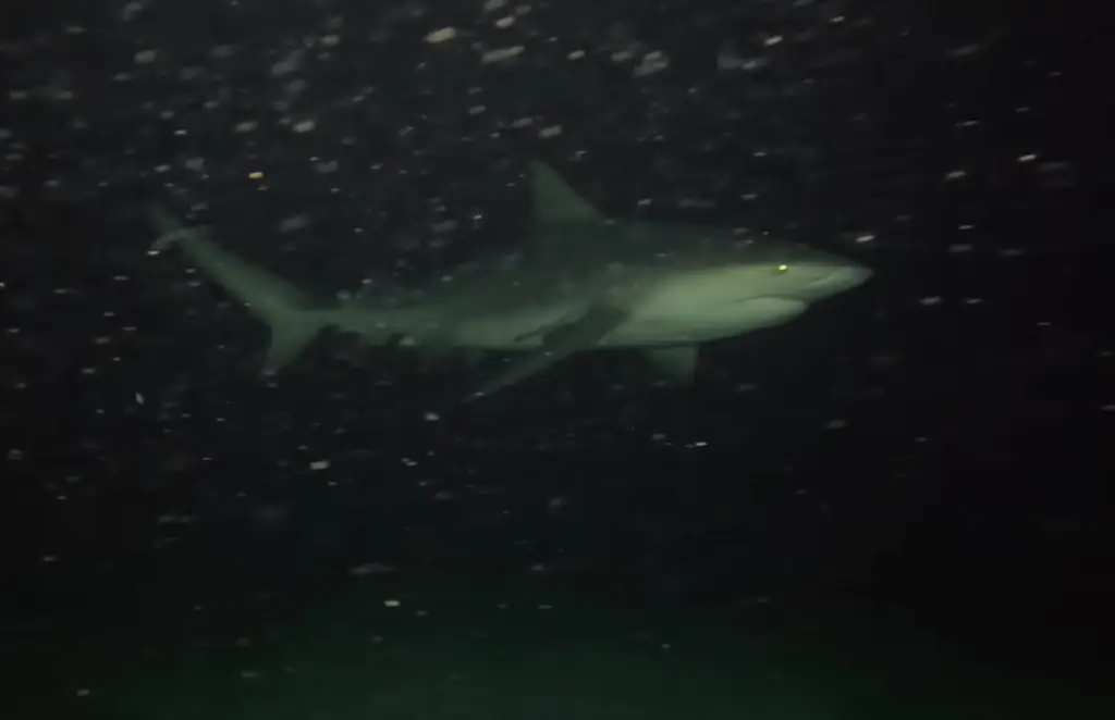 Nighttime footage revealed that a shark passed the GoPro. Credit: YouTube/Odysseas Froilan