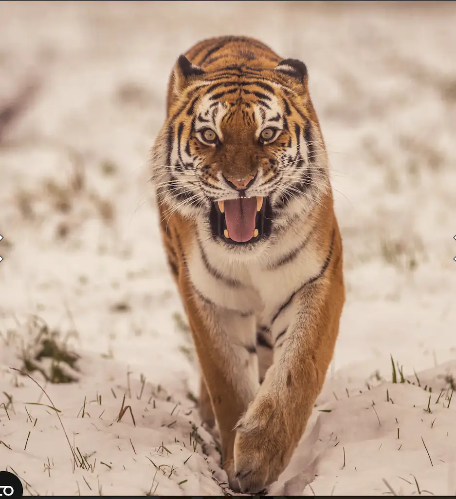 The tiger was not harmed in the incident. Credit: Yorkshire Wildlife Park