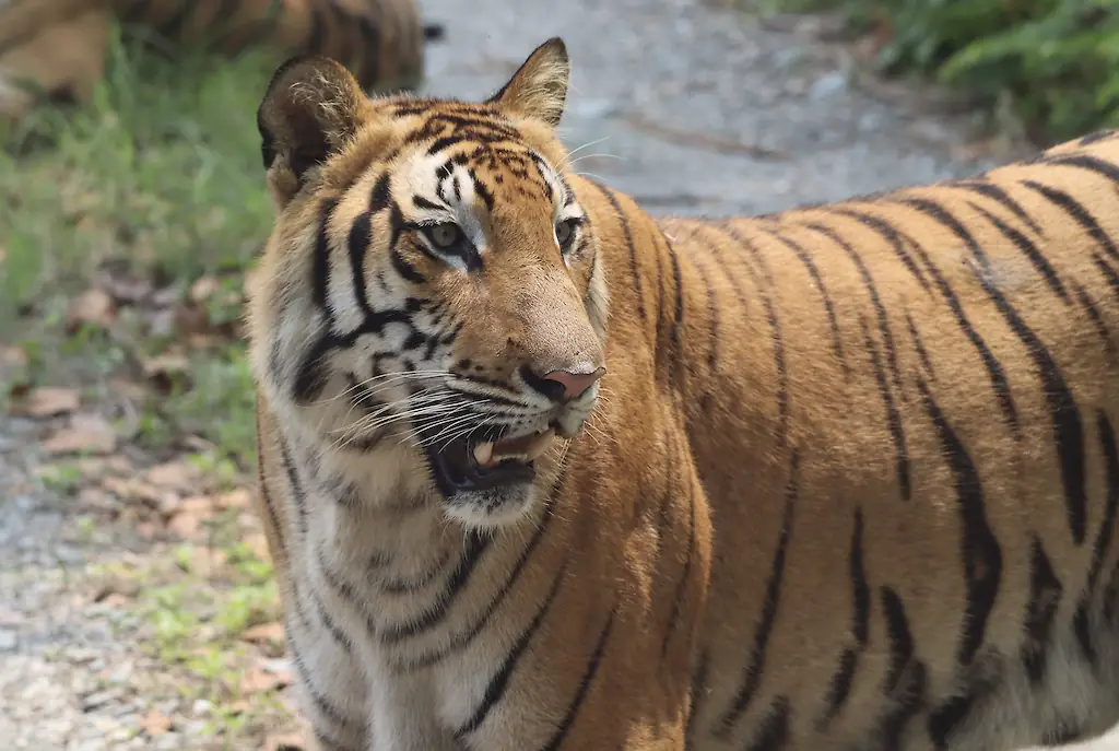 The man was mauled after entering the tiger enclosure. (stock image) Credit: Pexels/Soham Kundu