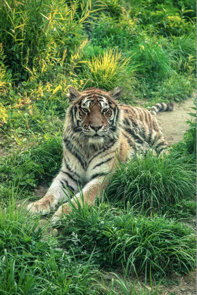 Further details have been shared after a man was mauled to death by a tiger at a UK zoo. (stock image) Credit: Pexels/Zhengkui Li