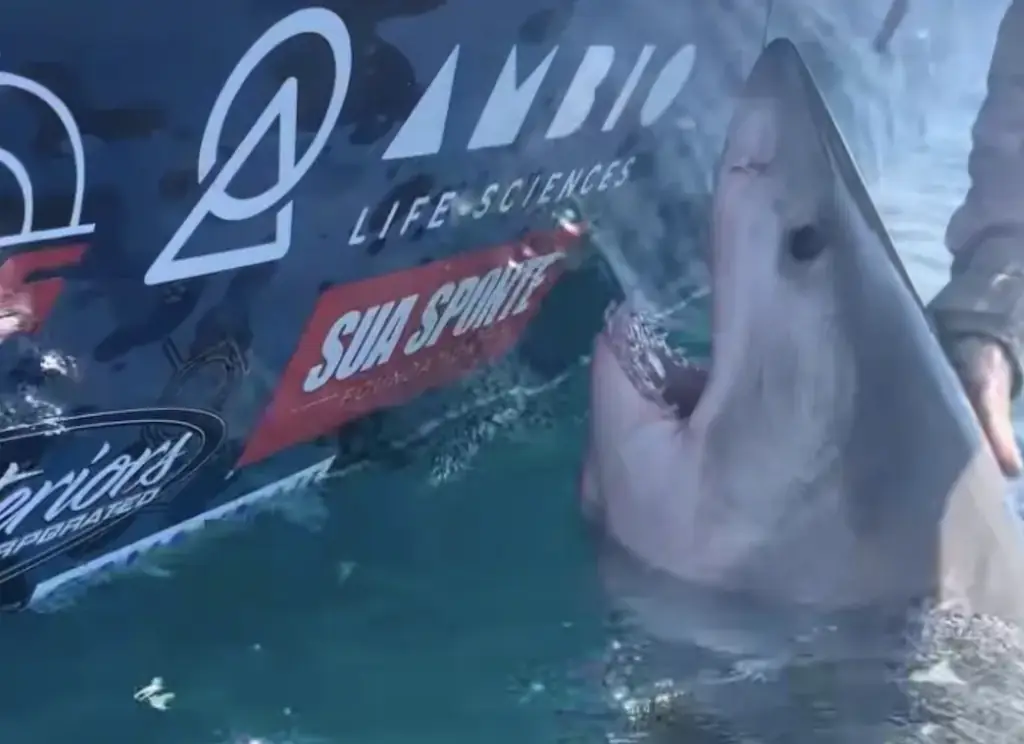 A video of a lunging Great White Shark has gone viral. Credit: Facebook/Knot Lucky Fishing