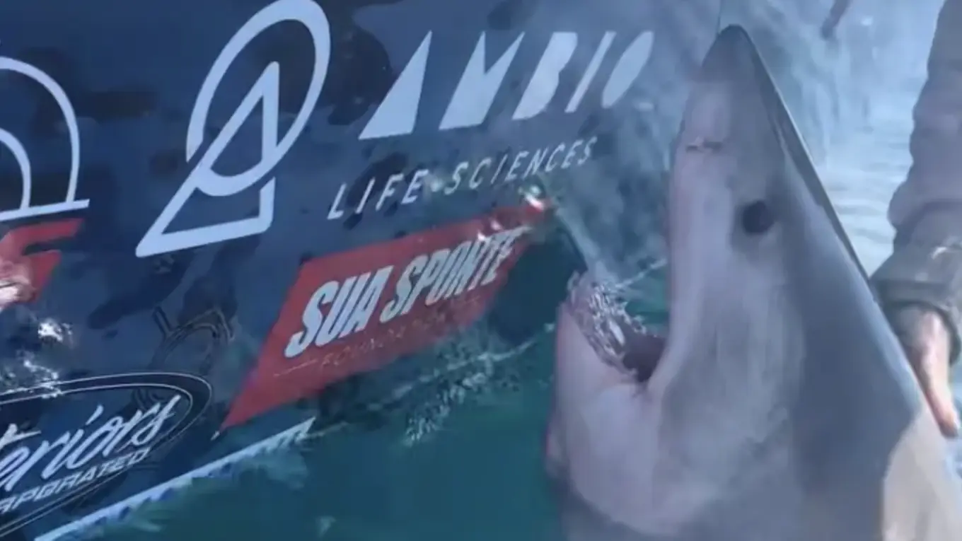 A video of a lunging Great White Shark has gone viral. Credit: Facebook/Knot Lucky Fishing