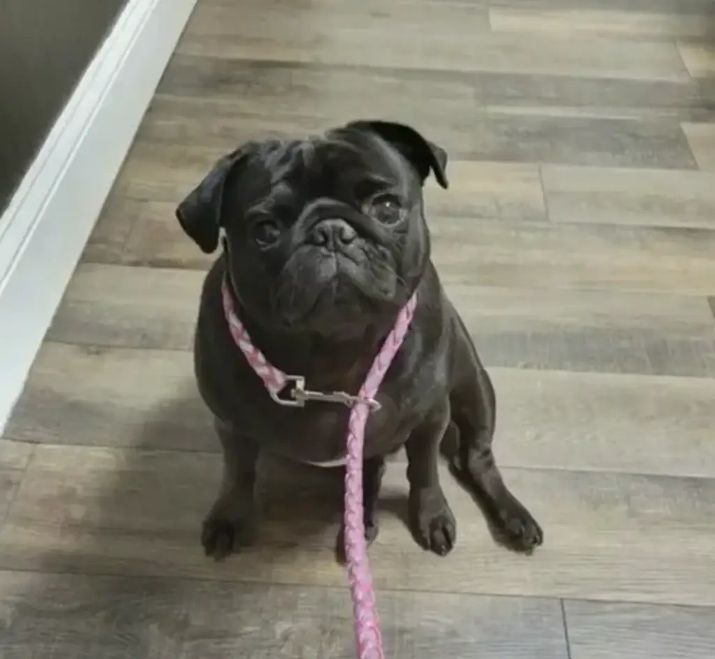 The Belote family was urged to put the pug down. Credit: FOX 5 Atlanta/YouTube