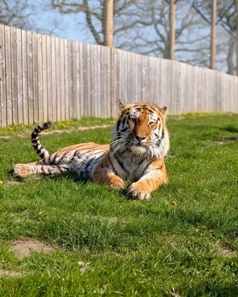 A man was mauled to death by Altai the tiger at the Yorkshire Wildlife Park. Credit: Instagram/yorkshirewildlifepark