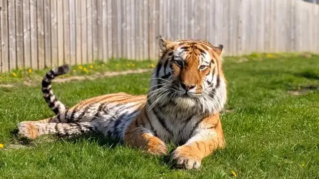 altai tiger at Yorkshire park