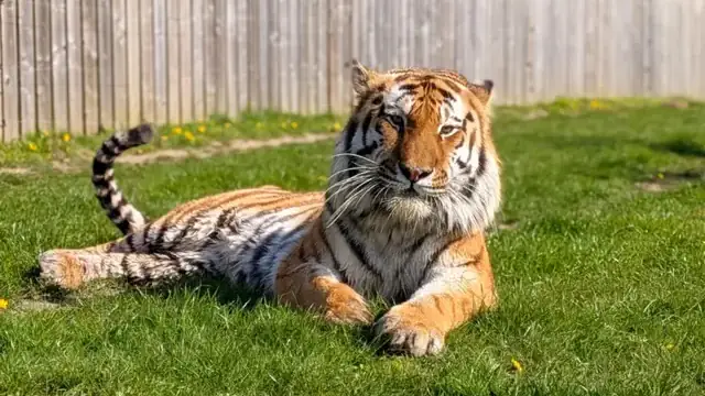 altai tiger at Yorkshire park