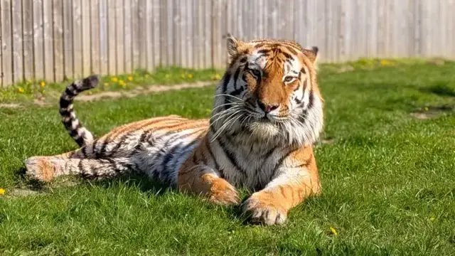 altai tiger at Yorkshire park