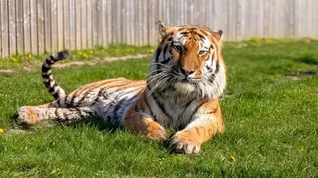 altai tiger at Yorkshire park