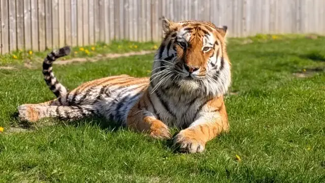 altai tiger at Yorkshire park