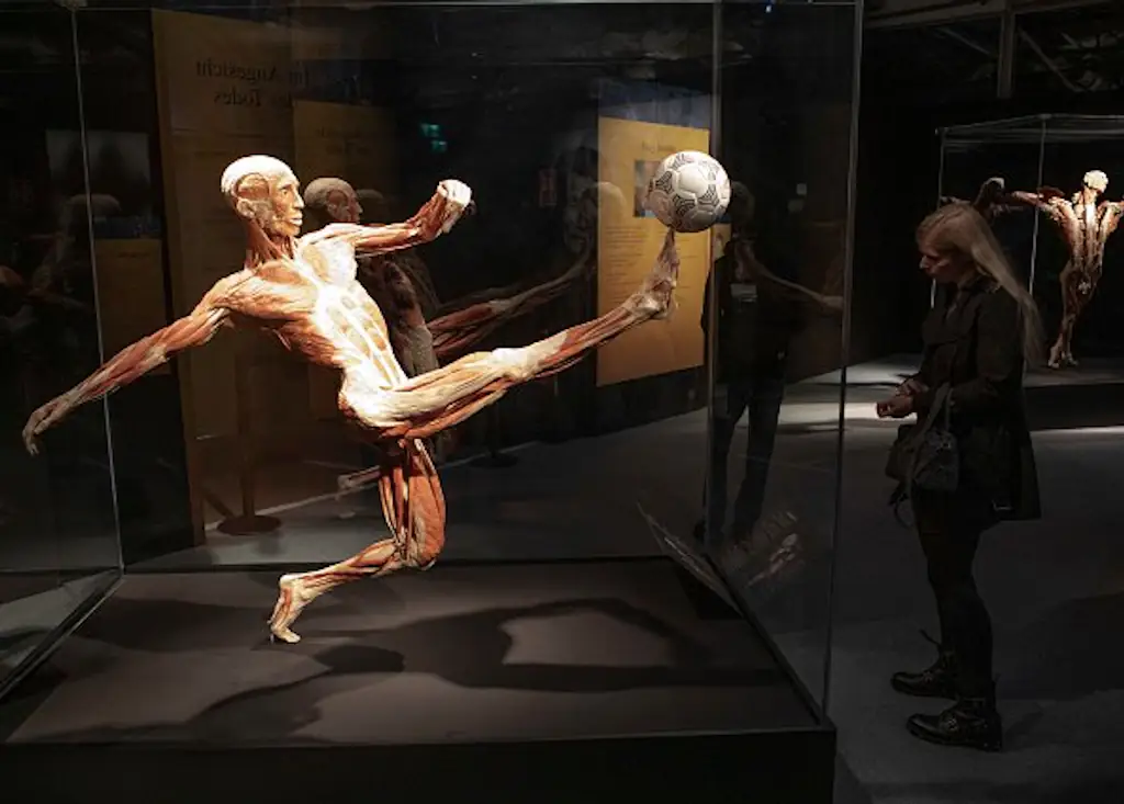 The exhibition has sparked an ethics debate. Credit: Ulrich Baumgarten via Getty Images