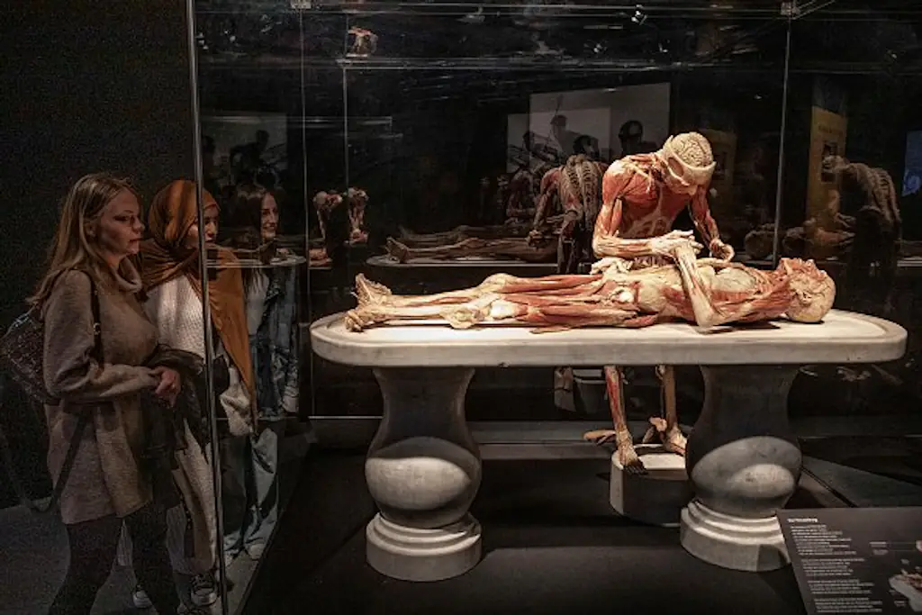 The exhibition uses real human bodies to explain the life cycle. Credit: Ulrich Baumgarten via Getty Images