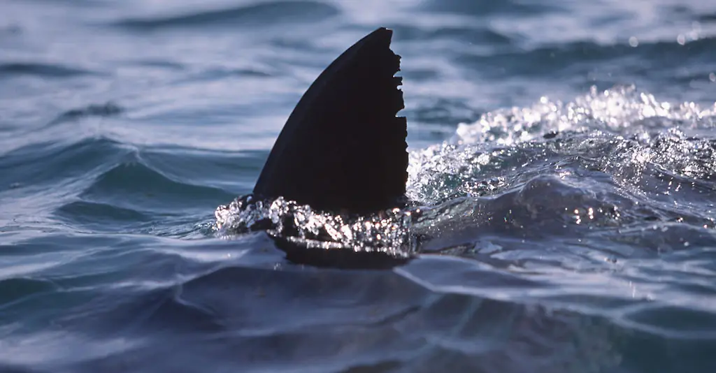 The fins began to circle when blood hit the water. Credit: Getty